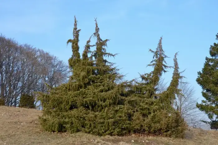 Obernheim, Ausschnitt